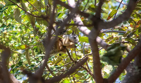 Pura vida - das ist die schöne costa rica — Stockfoto