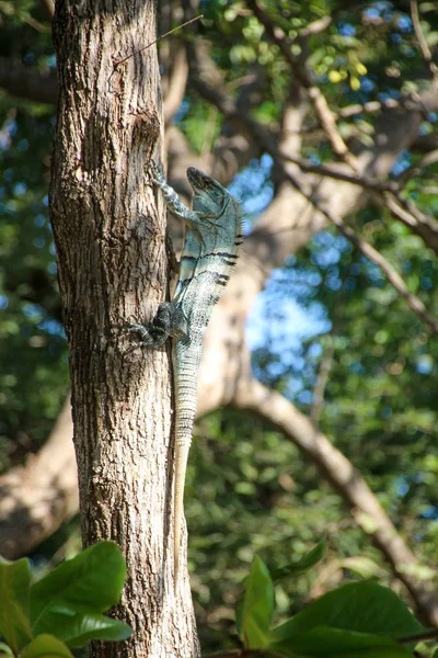 Pura Vida - Esta é bela Costa Rica — Fotografia de Stock