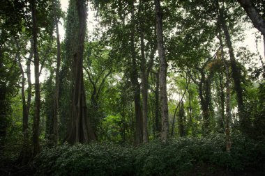 Pura Vida - Bu güzel Kosta Rika olduğunu