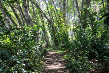 Pura Vida - Bu güzel Kosta Rika olduğunu