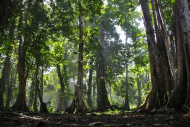 Pura Vida - Bu güzel Kosta Rika olduğunu