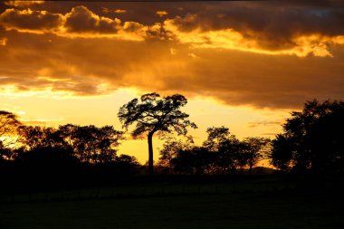 Pura Vida - Bu güzel Kosta Rika olduğunu
