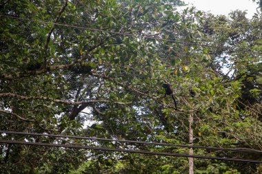 Pura Vida - Bu güzel Kosta Rika olduğunu