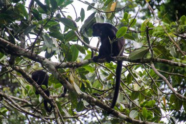 Pura Vida - Bu güzel Kosta Rika olduğunu