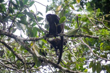 Pura Vida - Bu güzel Kosta Rika olduğunu
