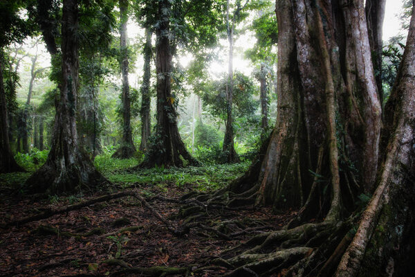 Pura Vida - Это красивая Коста-Рика
