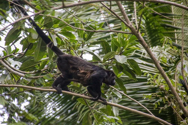 Pura Vida - Esta é bela Costa Rica — Fotografia de Stock