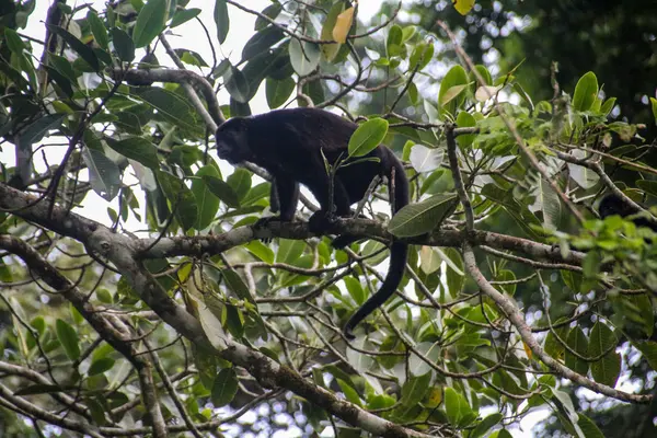 Pura Vida-detta är vackra Costa Rica — Stockfoto