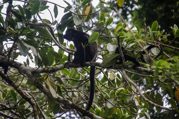 Pura Vida - Questa è bella Costa Rica — Foto Stock