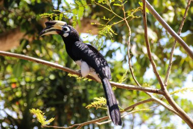 Bu Güney Doğu Asya 'da Tayland olduğunu