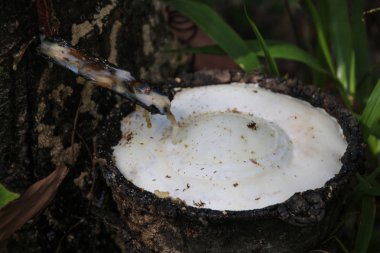 Bu Güney Doğu Asya 'da Tayland olduğunu