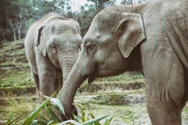Bu Güney Doğu Asya 'da Tayland olduğunu