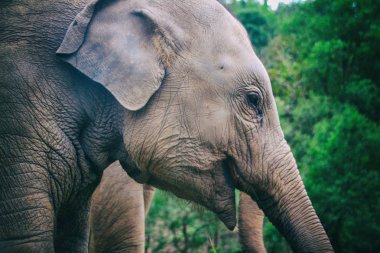 Bu Güney Doğu Asya 'da Tayland olduğunu