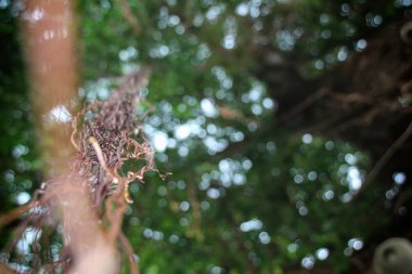 Bu Güney Doğu Asya 'da Tayland olduğunu