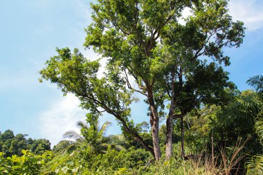 Bu Güney Doğu Asya 'da Tayland olduğunu