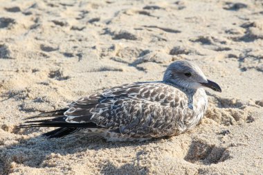 Sylt - güzel ada Almanya'nın kuzeyinde yer almaktadır