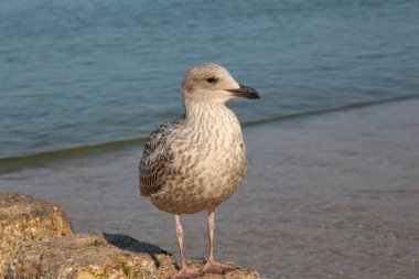 Sylt - güzel ada Almanya'nın kuzeyinde yer almaktadır