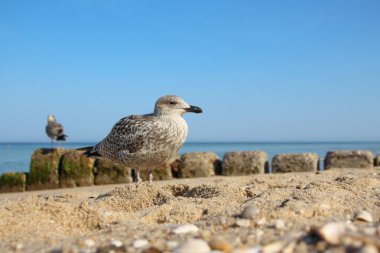 Sylt - güzel ada Almanya'nın kuzeyinde yer almaktadır