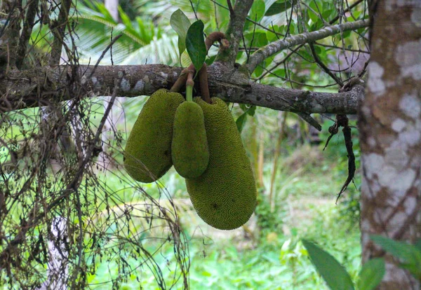 Maravilhosas Impressões Das Filipinas Ásia — Fotografia de Stock