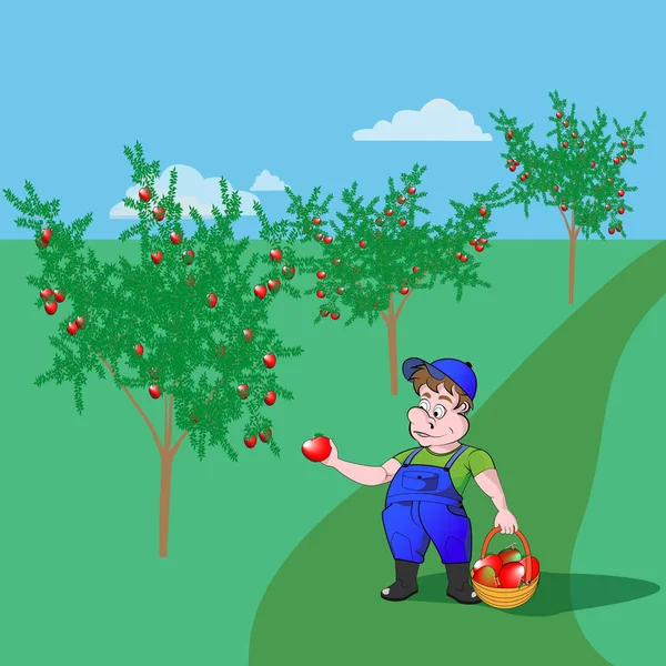 Trädgårdsmästare med äpplen i korg — Stock vektor