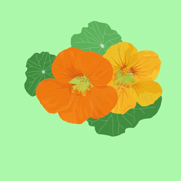 nasturtium bahçe çiçek vektör görüntüsü