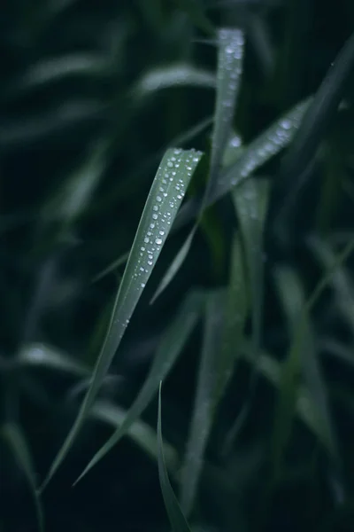 Green grass with dew drops close up.