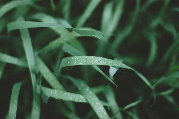 Green grass with dew drops close up.