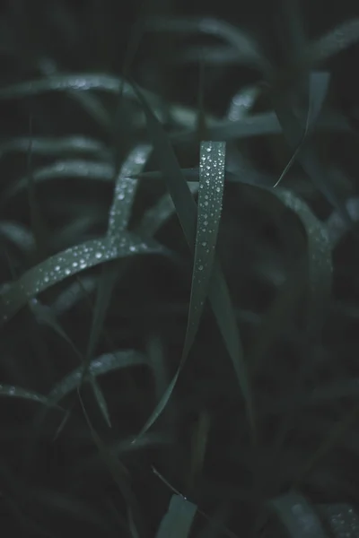 Green grass with dew drops close up.