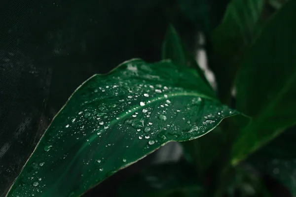 Green leaf with dew drops close-up.