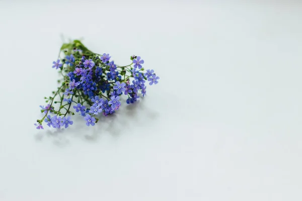 Beautiful blue flowers on a light background.