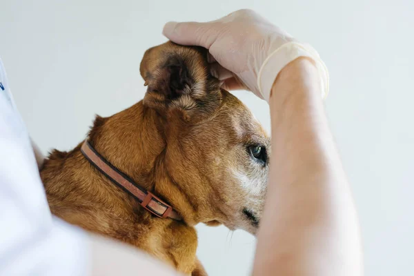 Red dog of the breed of a tessa at a veterinarian\'s appointment. The dog veterinarian examines the ears. The veterinarian inspects the dog. Dog dabak at the reception in the veterinary clinic.