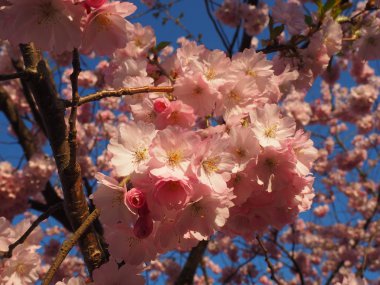 Ben meyveli Bluehender Wilder Pflaumenbaum.