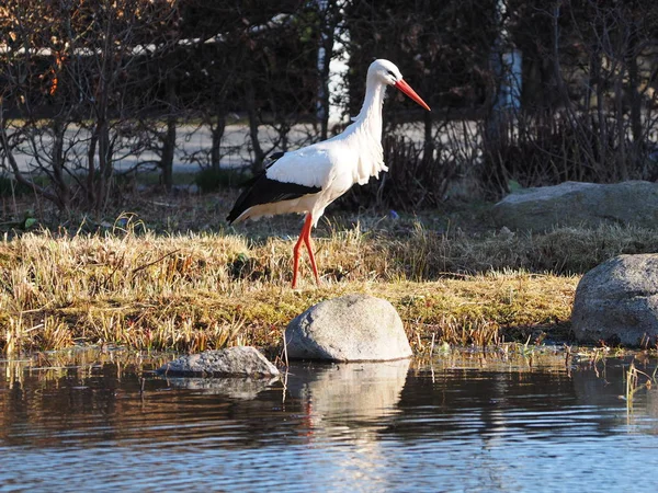 Weissstorch bei der nahrungssuche Ben Wasser