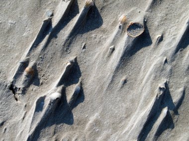 rüzgarda kabukları ile kum 