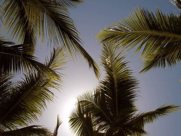 palmiye ağaçları güneşin