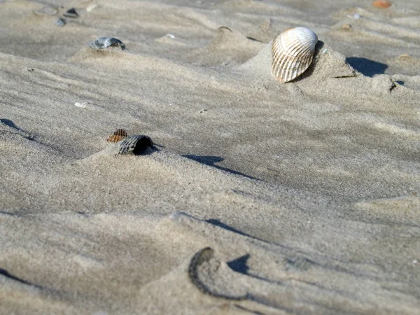 Areia Com Conchas Vento — Fotografia de Stock