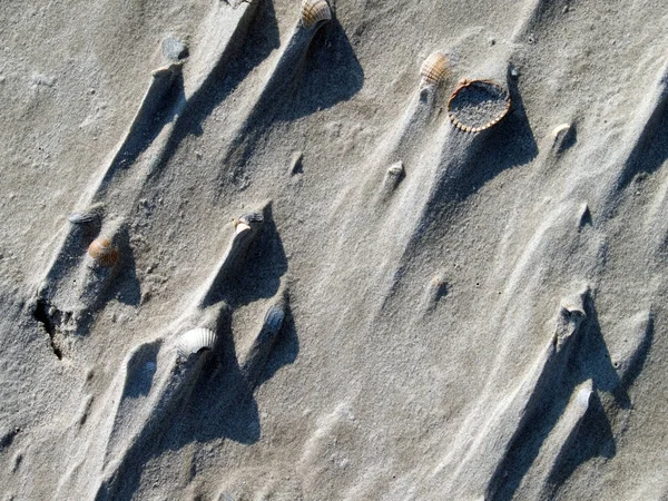 rüzgarda kabukları ile kum 