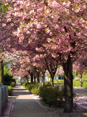 bluehende Baeume saeumen strasse ölmek 