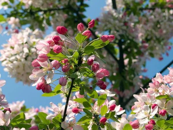 bluehende baeume im fruehling