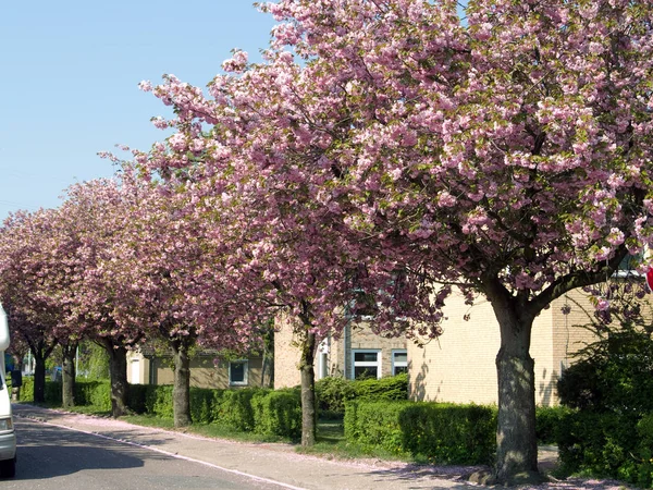 bluehende Baeume saeumen strasse ölmek 