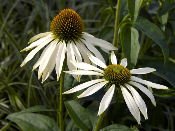 Echinaccea wei, Sonnenhut, Heilpflanze 