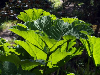 Güneşteki dev ravent. 