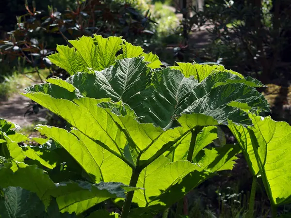 Giant Rhubarb Sun — Stock Photo, Image