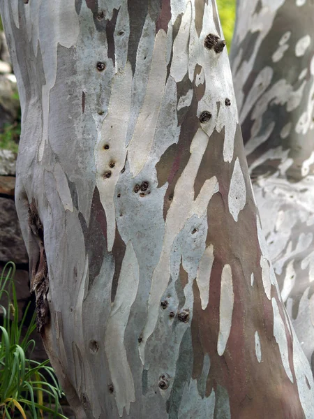 Bark Plane Tree — Stock Photo, Image