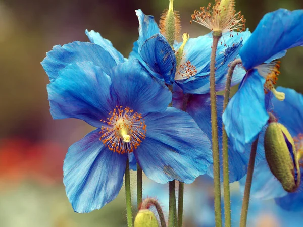 Mavi gelincik güneşli parkta, dışarıda.