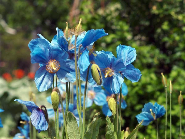 Sininen Unikko Aurinkoisessa Puistossa Ulkona — kuvapankkivalokuva