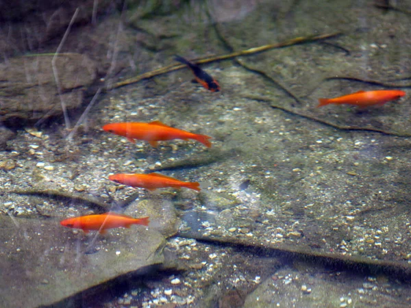 gold fishes in the pond