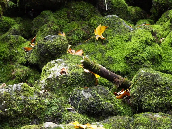 Taşlarda yosun olan orman.  