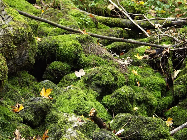 Taşlarda yosun olan orman.  