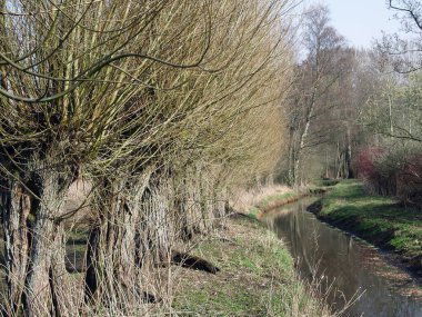 İlkbaharda söğüt ağaçları, güneşte ilk açan